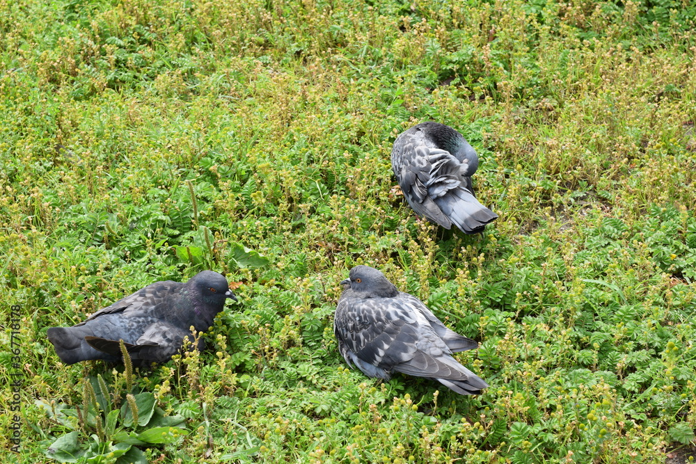 Obraz premium pigeon on the grass