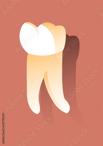 molar tooth