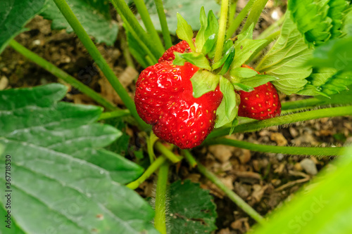 Natural ripe garden strawberry on a bush branch