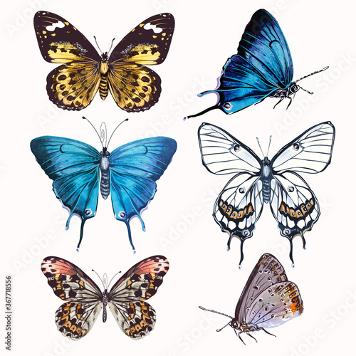 Collection of vector realistic butterflies for design in vintage style © Mary fleur