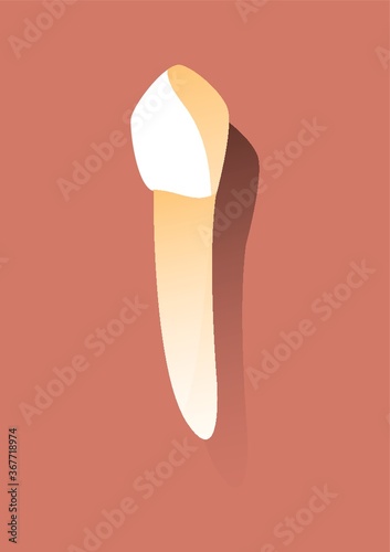 premolar tooth