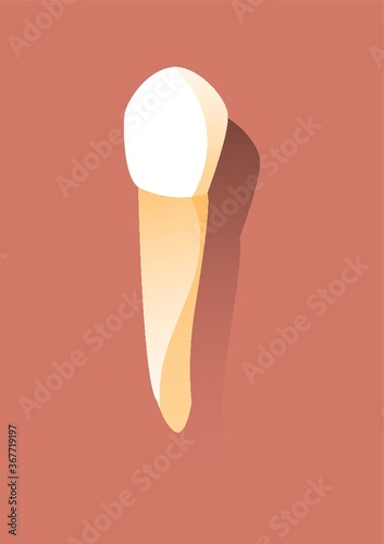 canine tooth