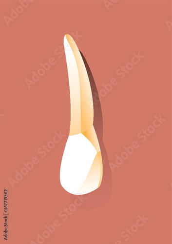canine tooth