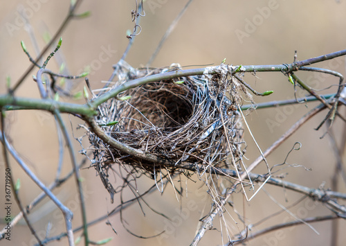 empty nest on the branch
