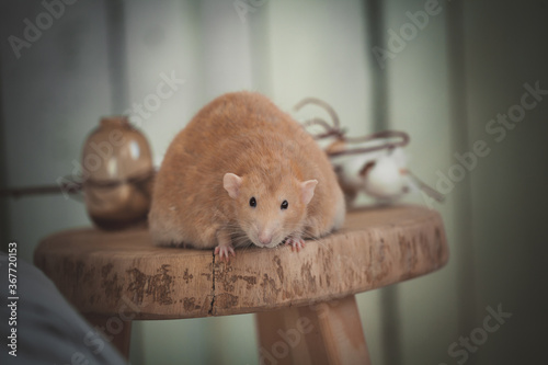 Very fat red rat at home on a table