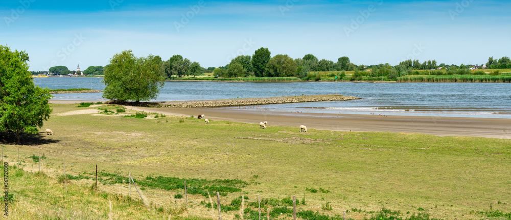 Panorama view. Meadow with sheep along river Lek. Between Langerak and Schoonhoven. The Netherlands
