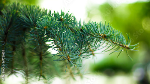 Green spruce branches  blurred bokeh background  close-up. Green natural background.