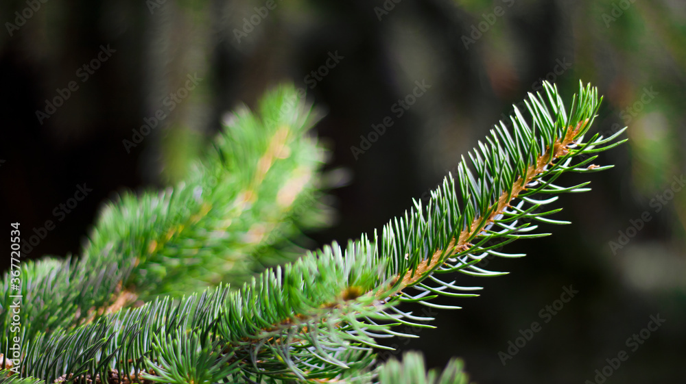 Green spruce branches, blurred bokeh background, close-up. Green natural background.