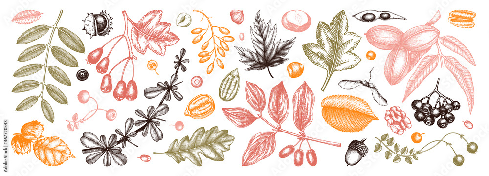 Autumn botanical set. Collection of hand sketched fallen leaves, seeds, berries, nuts on vintage background. Fall season vector illustration in realistic style.