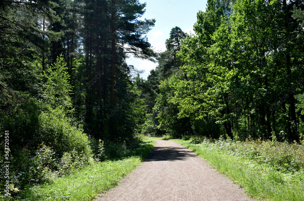 Fototapeta premium road in the forest