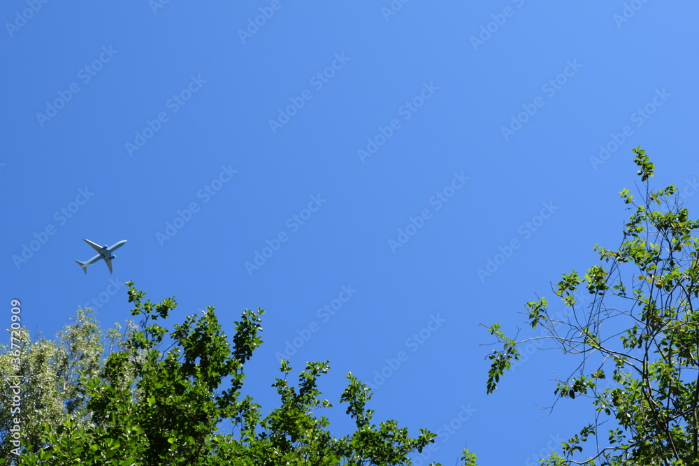 tree branches against the blue sky tree branches against the blue sky
