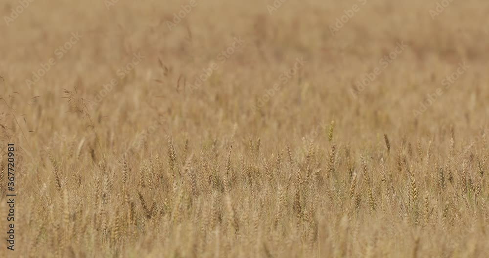 Shot of a wheat field. The field is dotted with organic, beautiful, textured, yellow ears of wheat. The wind sways the millet and the sky in the background.