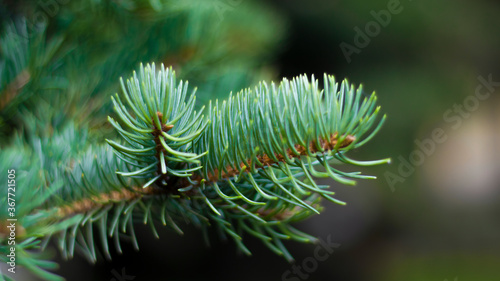 Green spruce branches, blur...