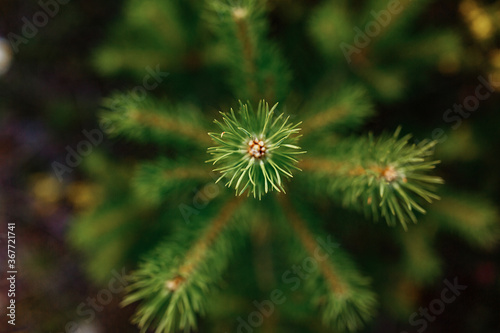 Aerial view of summer green trees in forest in mountains