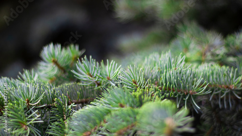 Green spruce branches  blurred bokeh background  close-up. Green natural background.