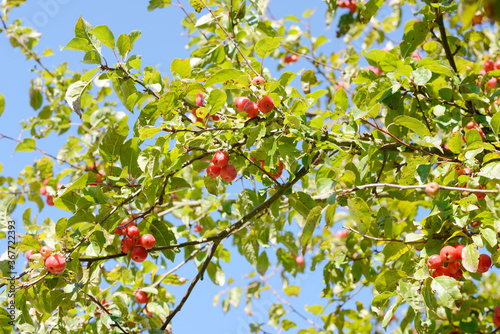 Red fruits on crabapple tree the Autumn in front of blue sky photo