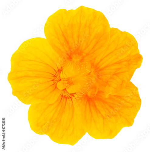 Beautiful nasturtium flower.