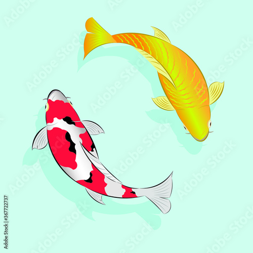 Japan colored carp fish or japanese Koi fish drawing in vector