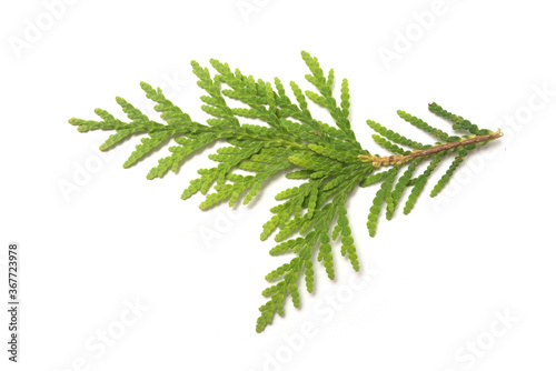 Closeup of cypress leaf on white background
