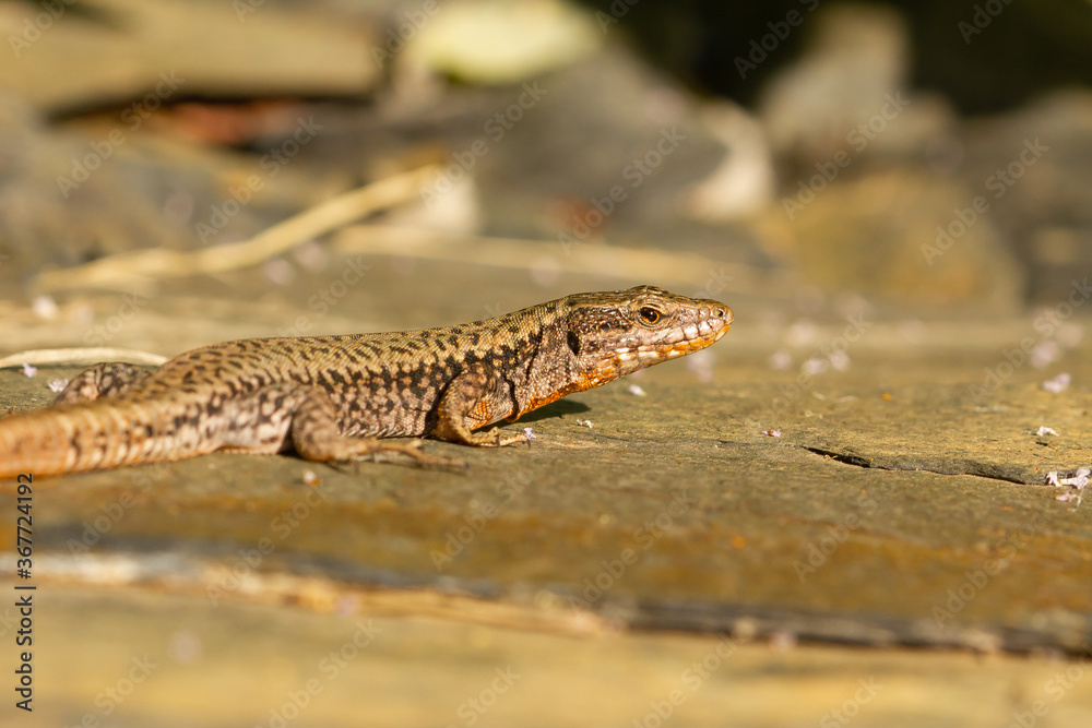 Podarcis muralis, common wall lizard, rock lizard sunbathing, Pyrenees, Spain. Podarcis muralis, common wall lizard, rock lizard sunbathing, Pyrenees, Spain.