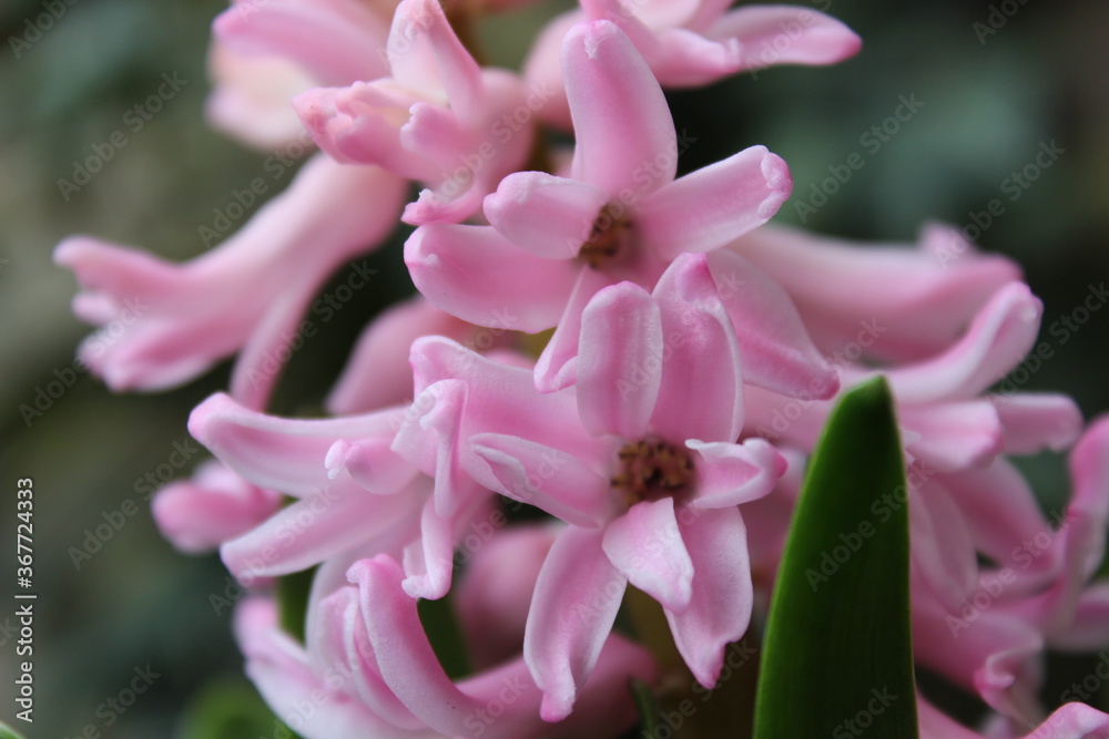 Fototapeta premium Blume