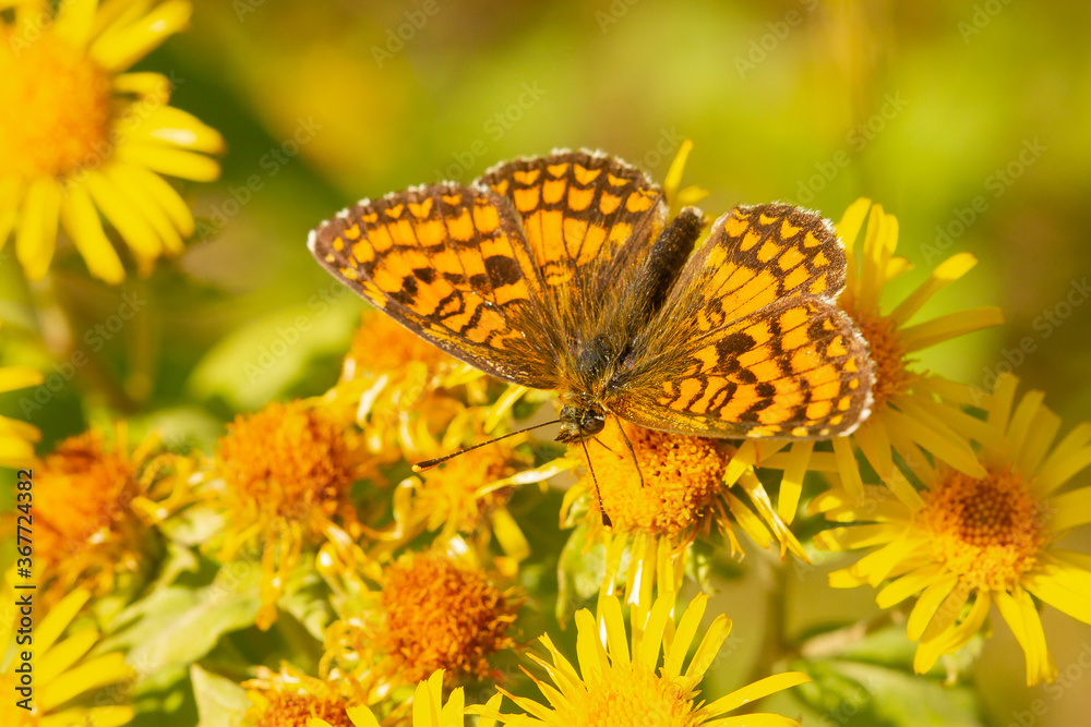 Melitaea, brown mountain butterfly, Girona, Spain Melitaea, brown mountain butterfly, Girona, Spain
