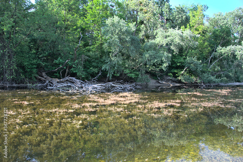 Wildes Buschwerk mit Algenwuchs im Wasser im gr  nen Prater Wien - Unteres Heustadelwasser