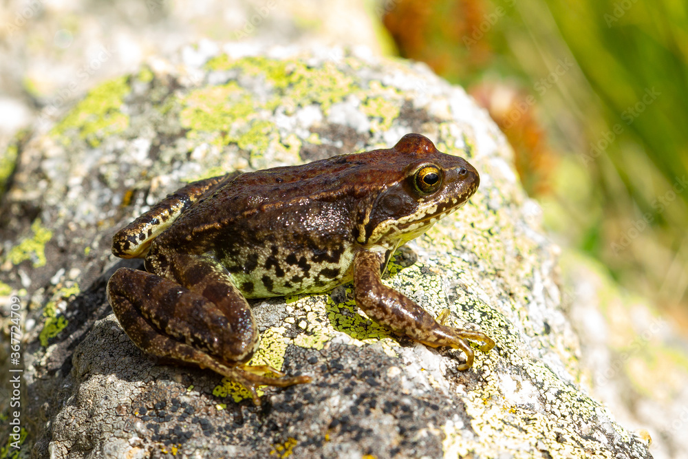 Common frog, Rana temporaria , Girona, Spain