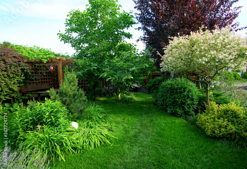 garden with willow, plum and magnolia