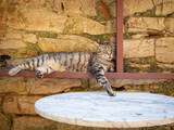 Cat sleeping on the medieval wall next to empty table. Copy space