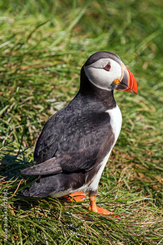 Puffin in a breeding colony in the East Fjords region of Iceland © Roel