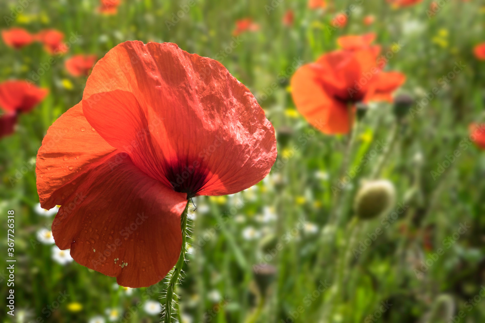 Obraz premium Red poppy flowers in a green field, focus on the biggest poppy