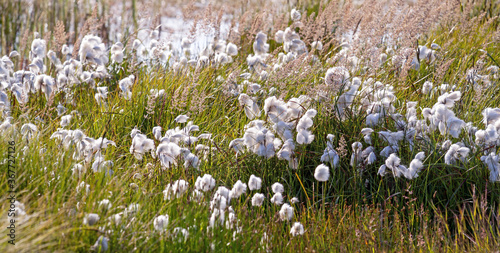 Flowering cottongrass in iceland