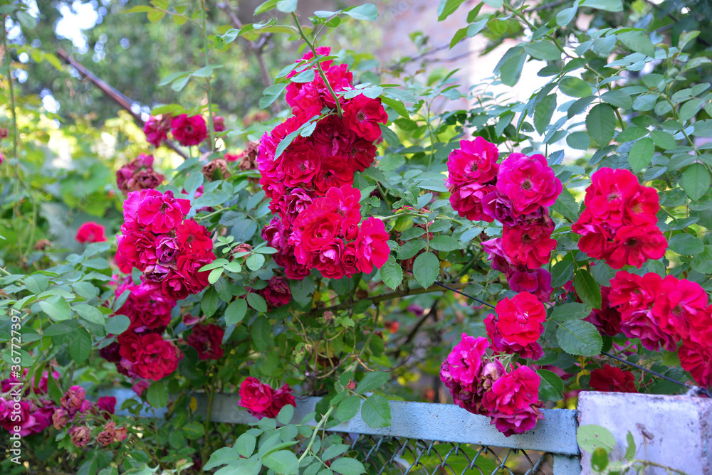 Naklejka premium Beautiful rose in the garden