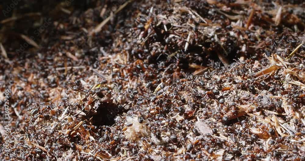 ants on anthill in slow motion ants on anthill in slow motion