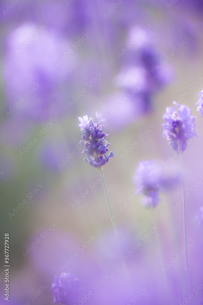 Obraz premium ラベンダー畑に咲くラベンダー