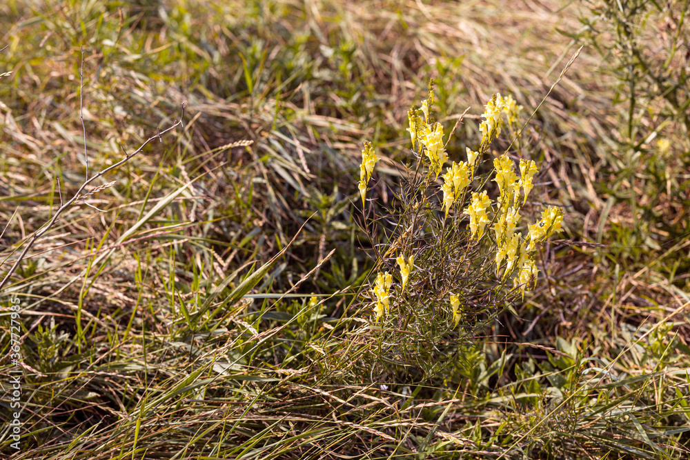 Bright natural rich background from yellow meadow plants. Screensaver for screens. Blurred background, clear outline of the plant. Meadows and fields of Belarus. Bright natural rich background from yellow meadow plants. Screensaver for screens. Blurred background, clear outline of the plant. Meadows and fields of Belarus.