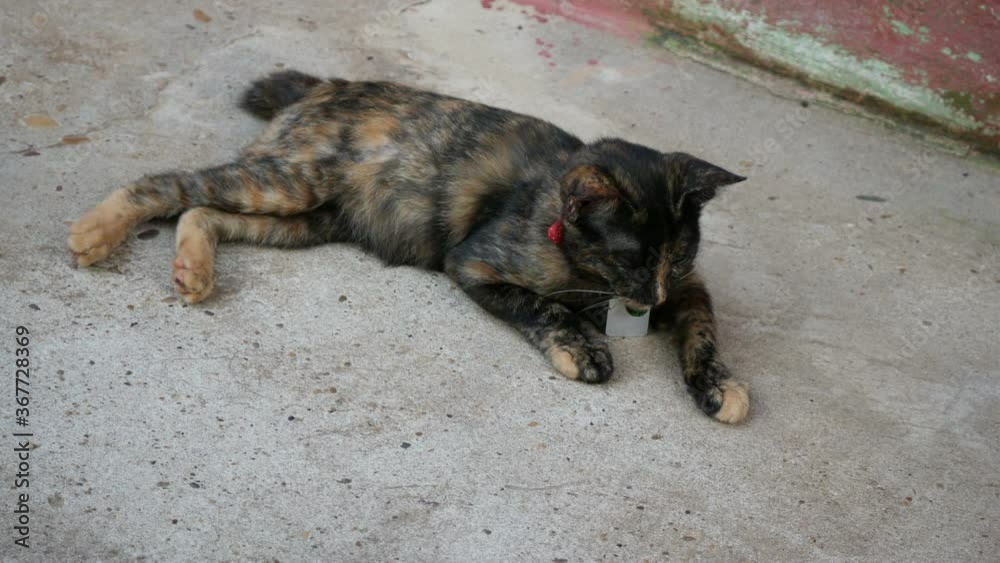 striped  cat relaxing on the floor