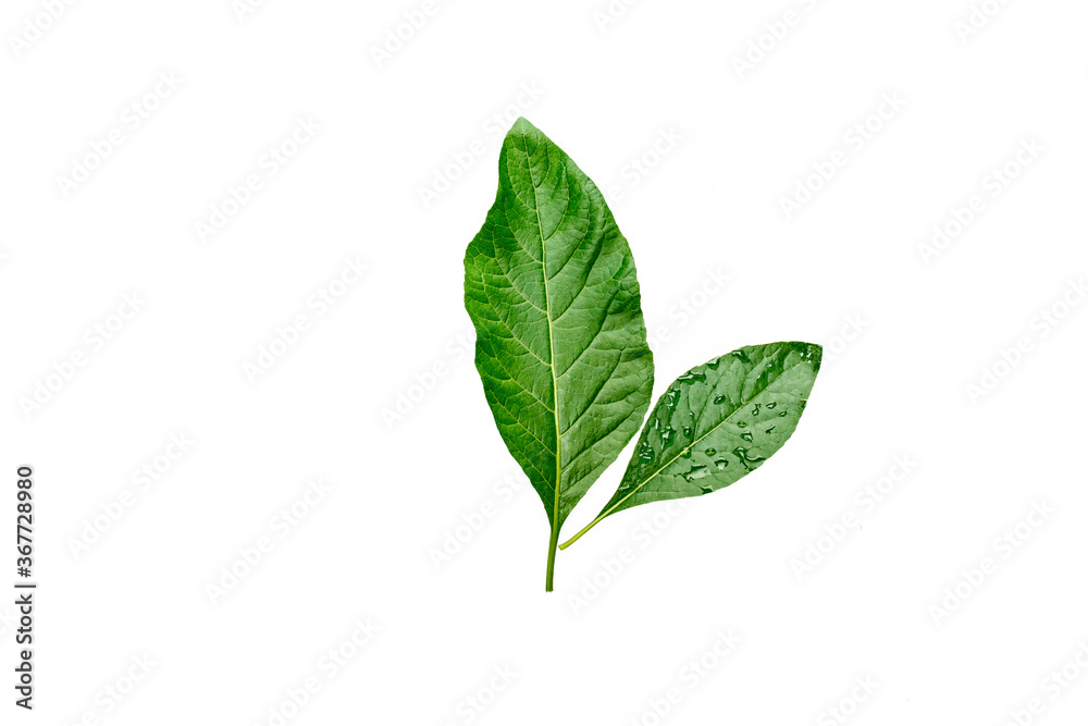 Green leaves with water droplets isolated on white background. Green leaves with water droplets isolated on white background.