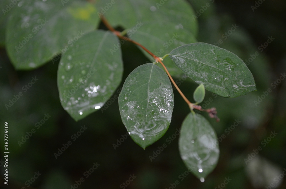 Leaves after a rain storm with raindropa reflecting a cloudy sky. Leaves after a rain storm with raindropa reflecting a cloudy sky.