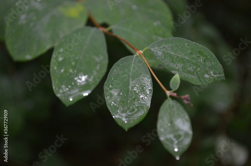 Leaves after a rain storm with raindropa reflecting a cloudy sky. 