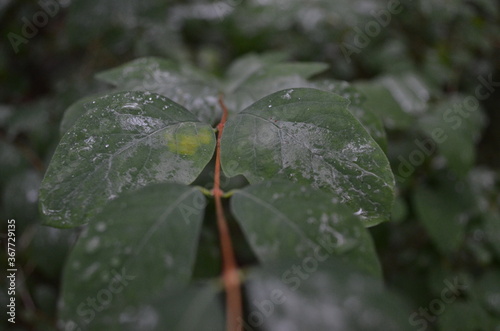 Leaves after a rain storm with raindropa reflecting a cloudy sky. 