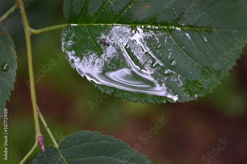 Green leaves with a wtaerdrop reflectiong a c loudy sky. 