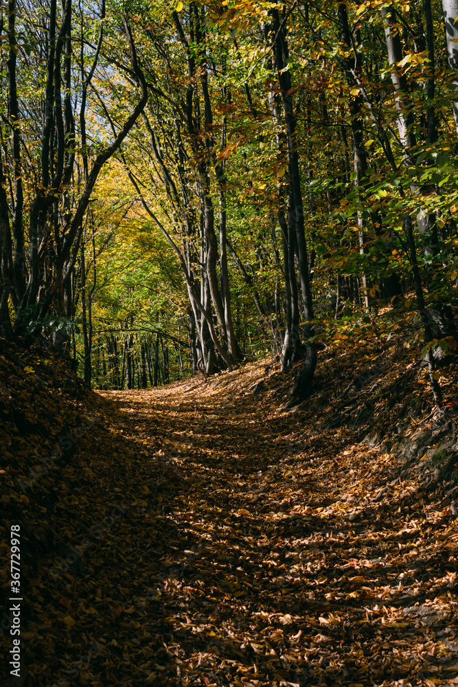 Obraz premium forest path with autumn leaves