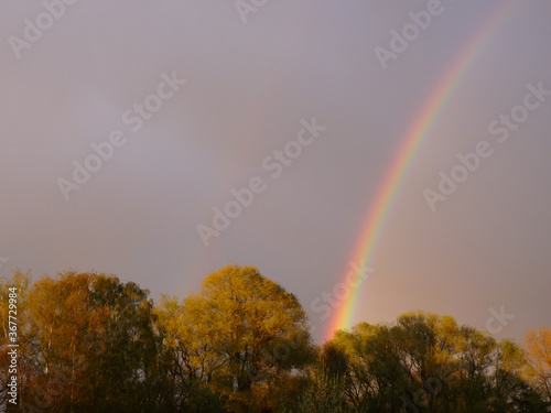 pastell Regenbogen   ber bewaldeter Landschaft