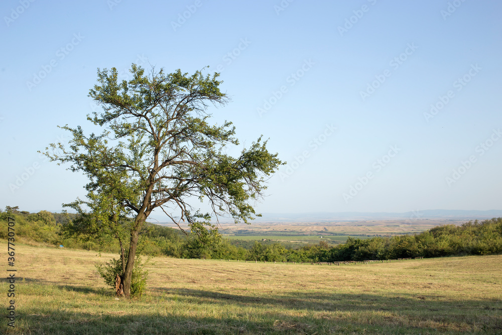 View of Vrsac vineyards and fields with tree in the foreground. Beautiful landscape from Vrsac hill. View of Vrsac vineyards and fields with tree in the foreground. Beautiful landscape from Vrsac hill.