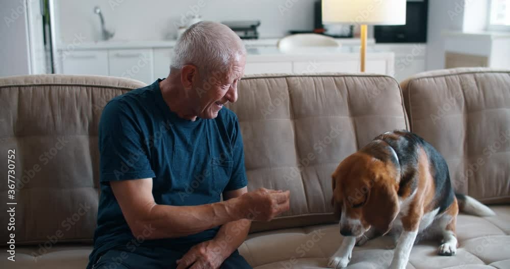 An elderly man owner treats his dog to a dog treat. An elderly owner and his beagle dog are sitting on the sofa. Strong friendship between man and dog. High quality 4k footage