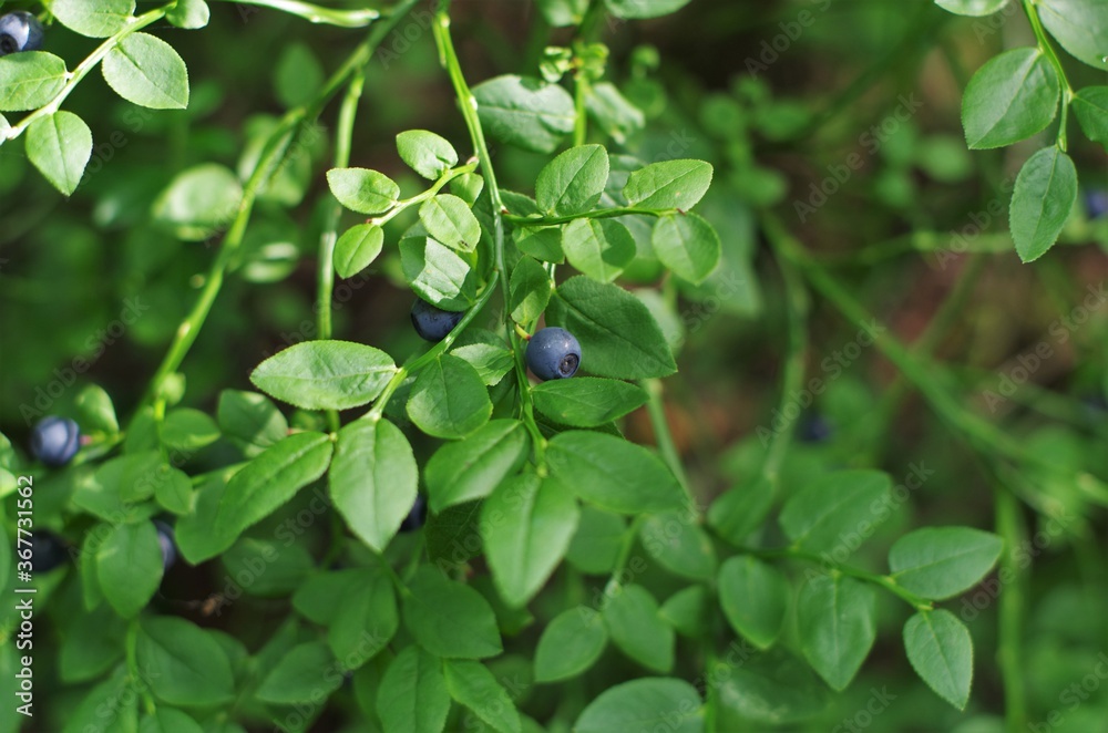 Blueberry on branch in forest. Close up view. Blueberry on branch in forest. Close up view.