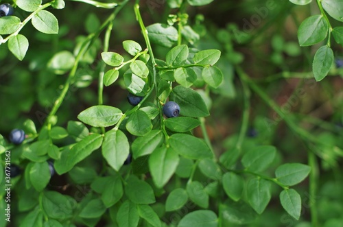 Wallpaper Mural Blueberry on branch in forest. Close up view. Torontodigital.ca