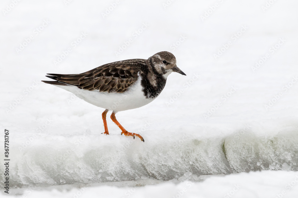 Turnstone/ Ruddy Turnstone in the snow Turnstone/ Ruddy Turnstone in the snow